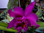 Blc. Tsutsung Beauty Taiyong Thre Brothrs ..jpg