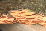 Pseudotsuga  II.JPG