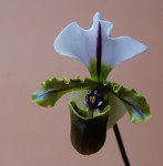 4328_Paphiopedilum spicerianum.jpg