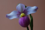 4326_Phragmipedium schlimii.jpg