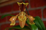 Paphiopedilum.jpg