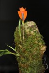 IMG_0270   Dendr. vexillarius  orange.jpg