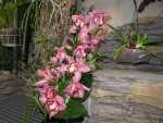 cymbidium.jpg