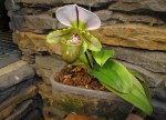 Paph.jpg