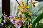 Odontoglossum spectatissimum.jpg