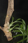 Clowesia dodsoniana.JPG