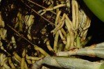 S. maxima roots.jpg