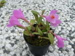 Dendrobium cuthbertsonii pink.jpg