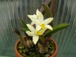 Laelia nevesiana.jpg