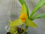 Lycaste cruenta.jpg