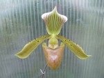 Paph. tonsum.jpg