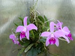 Laelia pumila1.jpg