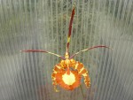 Psychopsis papilio.jpg