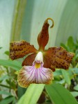 Cattleya velutina.jpg