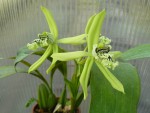 Coelogyne pandurata.jpg