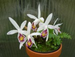 Pleione maculata1.jpg