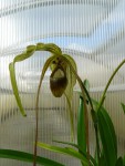 Phragmipedium caudatum.jpg