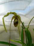 Phragmipedium caudatum.jpg