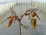 Paph. glanduliferum.jpg