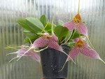 Masdevallia decumana1.jpg