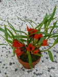 Dendrobium vexillarius-cerv..jpg