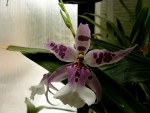 orchideje 23457.jpg