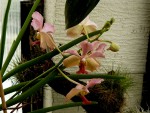 orchideje 23456.jpg