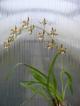 Odontoglossum hallii-elegans1.jpg