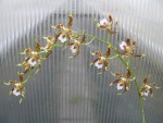 Odontoglossum hallii-elegans3.jpg