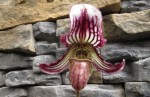 Paph.f.jpg