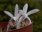 Pln.-maculata-21.jpg