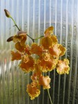 Oncidium forbesii-květenství..jpg