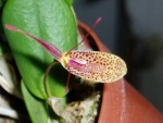 restrepia elegans 34.JPG