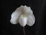 paph.niveum 1.jpg