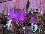 Laelia gouldiana.jpg