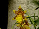 orchideje 23469.jpg