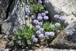 Globularia incanescens.JPG