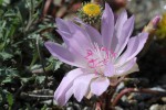 Lewisia rediviva.JPG