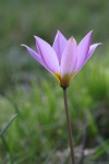 Tulipa humilis.JPG