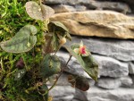 Lepanthes saltatrix.jpg