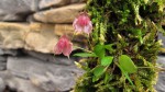 Lepanthes tsubotae.jpg