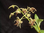 Dendrobium spectabile.jpg