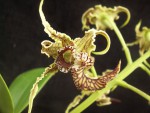 Dendrobium spectabile květ.jpg