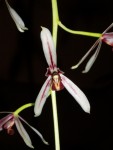 cymbidium dayanum 61.JPG