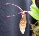 Restrepia antennifera 4.jpg