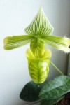 Paphiopedilum venustum var.alba.jpg