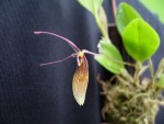 Restrepia antennifera 5.jpg