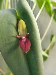 Pleurothallis ascera1.jpg