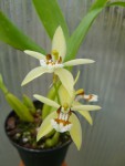 Coelogyne lentiginosa1.jpg