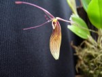 Restrepia antennifera 6.jpg